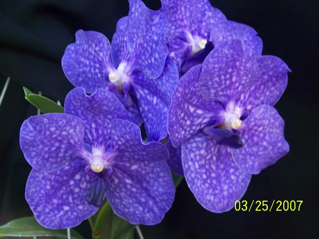 Orchid Supply Store Orchid Supply Store. We are orchid growing enthusiasts with years of experience testing, evaluating and using all of the orchid supplies we offer for your orchid growing hobby. We make our own orchid potting mixes and use only the highest quality ingredients.